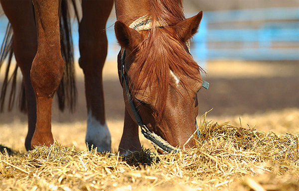 How to determine the weight of a horse?