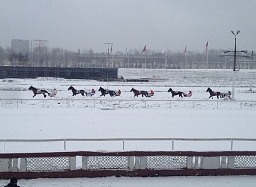 Trotters tests on Central Moscow Hippodrome 