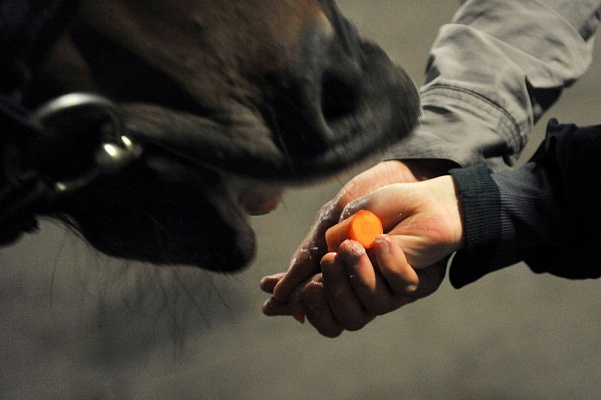 Horses - healers