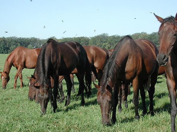 Voskhod horse breeding plant