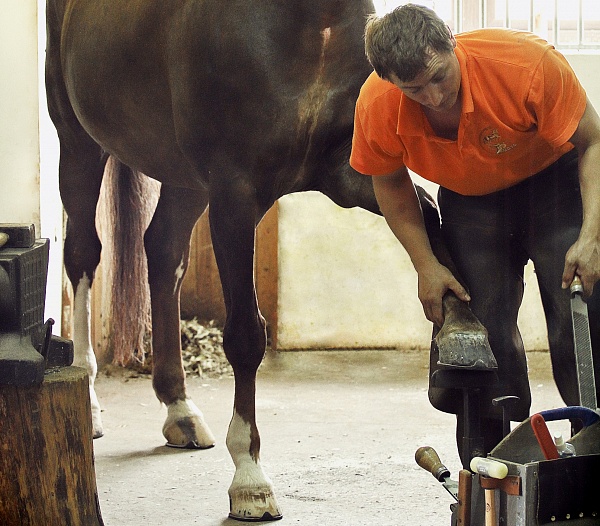 How to recognize an experienced farrier