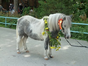 The most beautiful horse chosen in Novosibirsk